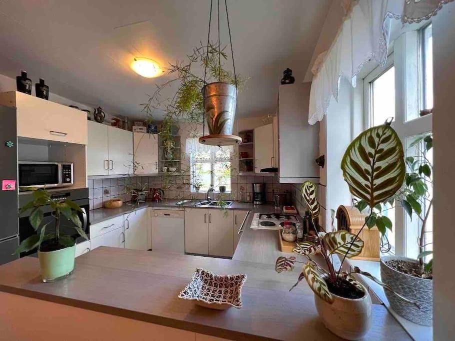 Appartement Nylenda à Seyðisfjörður Extérieur photo